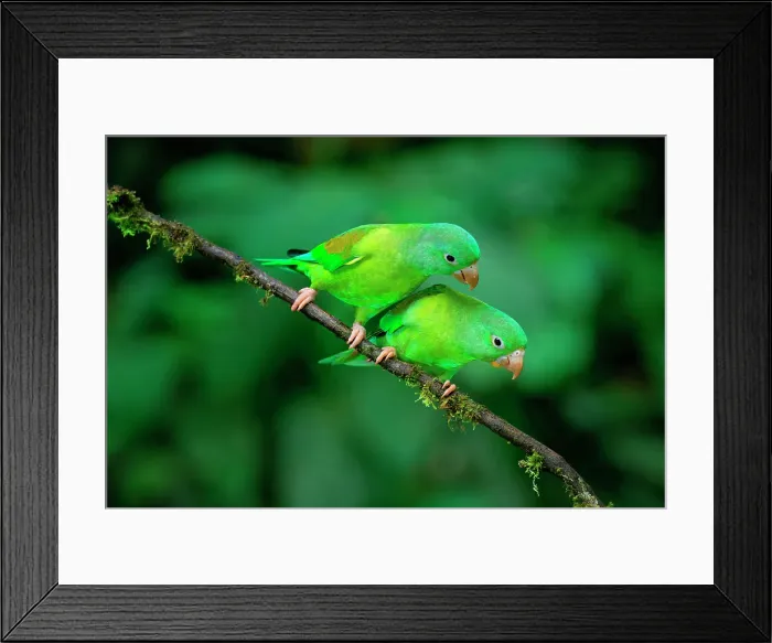Framed Print : Two Orange-chinned Parakeets (Brotogeris jugularis) sitting on a branch, Costa Rica