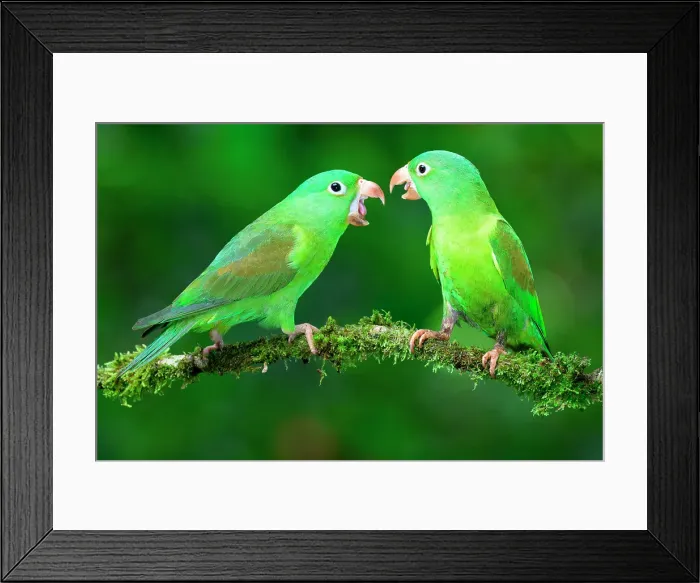 Framed Print : Two Orange-chinned Parakeets (Brotogeris jugularis) quarreling, Costa Rica Framed Print : Two Orange-chinned Parakeets (Brotogeris jugularis) quarreling, Costa Rica