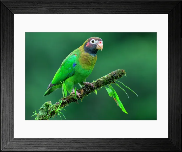 Framed Print : Brown-hooded Parrot (Pyrilia haematotis) sitting on a branch, Costa Rica Framed Print : Brown-hooded Parrot (Pyrilia haematotis) sitting on a branch, Costa Rica