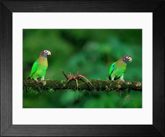 Framed Print : Two Brown-hooded Parrots (Pyrilia haematotis) sitting on a branch, Costa Rica Framed Print : Two Brown-hooded Parrots (Pyrilia haematotis) sitting on a branch, Costa Rica
