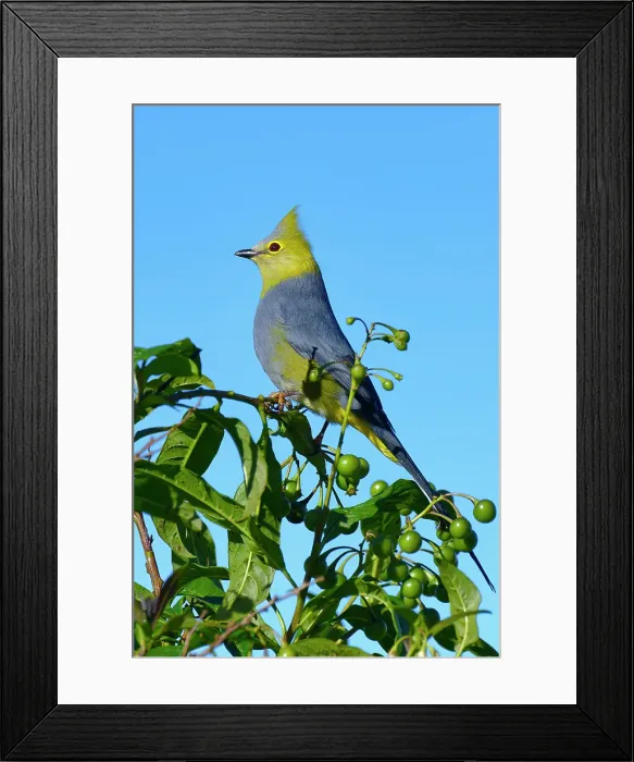 Framed Print : Long-tailed Silky-flycatcher (Ptiliogonys caudatus), Costa Rica Framed Print : Long-tailed Silky-flycatcher (Ptiliogonys caudatus), Costa Rica