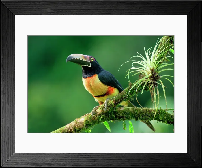 Framed Print : Collared aracari (Pteroglossus torquatus) sitting on a branch, Costa Rica Framed Print : Collared aracari (Pteroglossus torquatus) sitting on a branch, Costa Rica