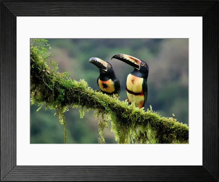 Framed Print : Two Collared aracari (Pteroglossus torquatus) sitting on a mossy branch, Costa Rica Framed Print : Two Collared aracari (Pteroglossus torquatus) sitting on a mossy branch, Costa Rica