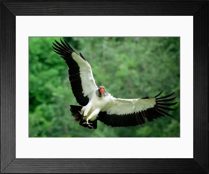 Framed Print : Flying King vulture (Sarcoramphus papa), Costa Rica Framed Print : Flying King vulture (Sarcoramphus papa), Costa Rica