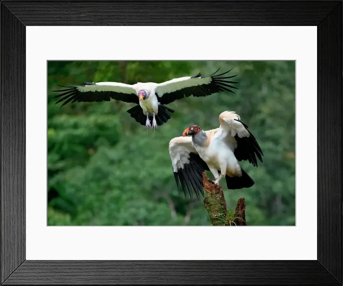 Framed Print : Flying King vulture (Sarcoramphus papa), Costa Rica Framed Print : Flying King vulture (Sarcoramphus papa), Costa Rica