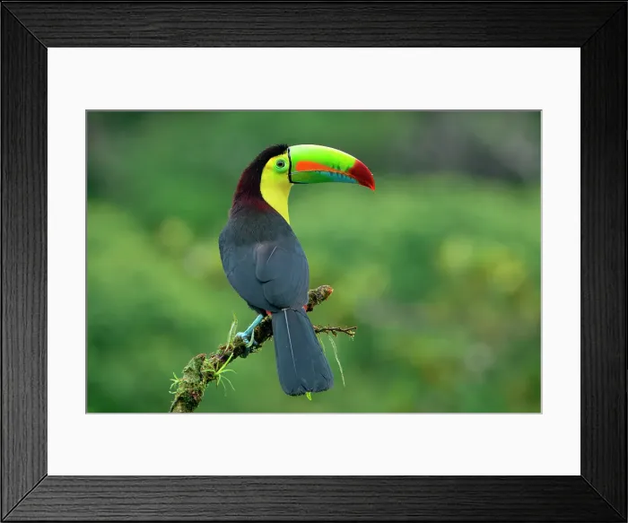 Framed Print : Keel-billed toucan (Ramphastos sulfuratus), sitting on a branch, Costa Rica Framed Print : Keel-billed toucan (Ramphastos sulfuratus), sitting on a branch, Costa Rica