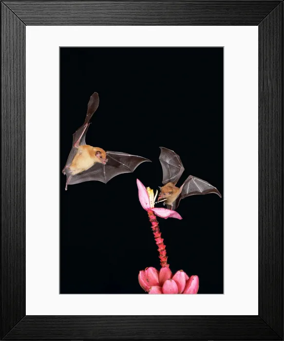 Framed Print : Two Orange nectar bats (Lonchophylla robusta) hovering and drinking nectar from wild red banana flower (Musa velutina) in rain forest, Costa Rica Framed Print : Two Orange nectar bats (Lonchophylla robusta) hovering and drinking nectar from wild red banana flower (Musa velutina) in rain forest, Costa Rica
