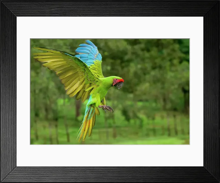 Framed Print : Flying Great Green Macaw (Grand Military Macaw) (Ara ambiguus), Costa Rica Framed Print : Flying Great Green Macaw (Grand Military Macaw) (Ara ambiguus), Costa Rica