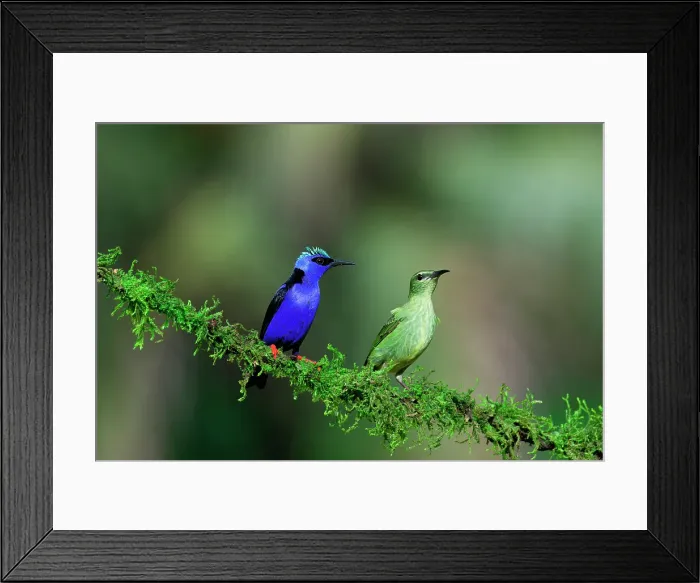 Framed Print : Male and female Red-legged Honeycreeper (Cyanerpes cyaneus) on a branch, Costa Rica Framed Print : Male and female Red-legged Honeycreeper (Cyanerpes cyaneus) on a branch, Costa Rica