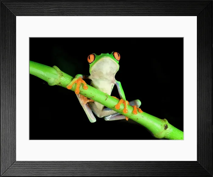 Framed Print : Red-eyed tree frog (red-eyed leaf frog) (Agalychnis callidryas) on a branch, Costa Rica Framed Print : Red-eyed tree frog (red-eyed leaf frog) (Agalychnis callidryas) on a branch, Costa Rica