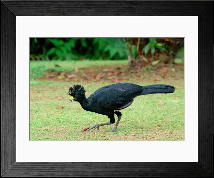 Framed Print : Male Great Curassow (Crax rubra) walking on grass, Costa Rica Framed Print : Male Great Curassow (Crax rubra) walking on grass, Costa Rica