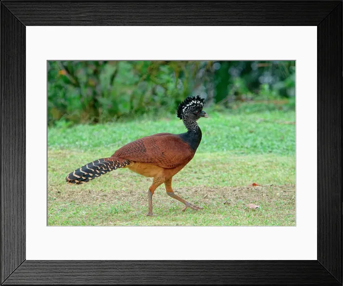 Framed Print : Female Great Curassow (Crax rubra) walking on grass, Costa Rica Framed Print : Female Great Curassow (Crax rubra) walking on grass, Costa Rica