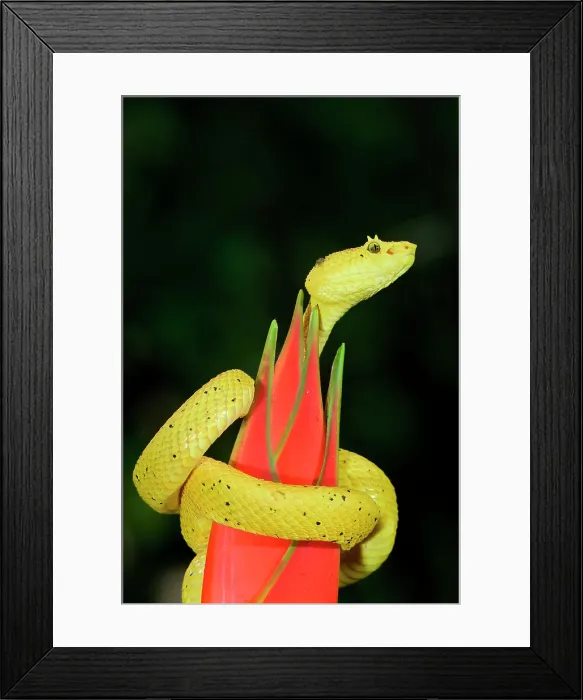 Framed Print : Highland Eyelash pit viper (Bothriechis schlegelii) rolled up around a flower, Costa Rica Framed Print : Highland Eyelash pit viper (Bothriechis schlegelii) rolled up around a flower, Costa Rica