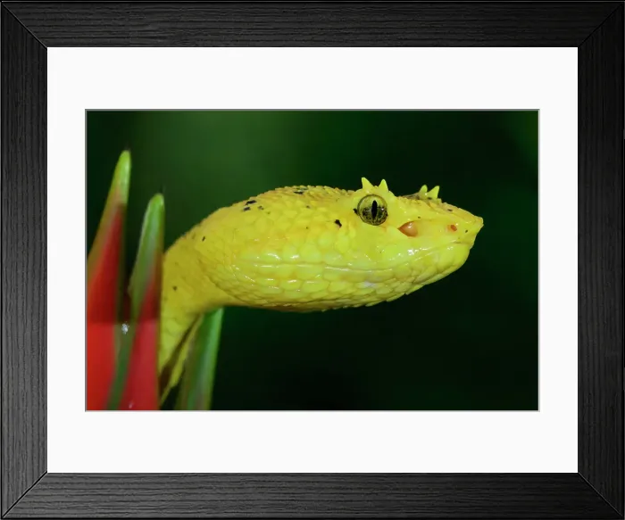 Framed Print : Highland Eyelash pit viper (Bothriechis schlegelii) head emerging between flower leaves, Costa Rica Framed Print : Highland Eyelash pit viper (Bothriechis schlegelii) head emerging between flower leaves, Costa Rica