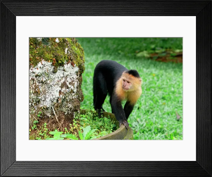 Framed Print : Panamanian white-faced capuchin (Cebus imitator), Costa Rica Framed Print : Panamanian white-faced capuchin (Cebus imitator), Costa Rica
