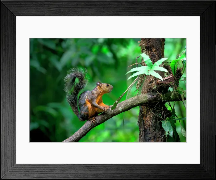 Framed Print : Variegated squirrel (Sciurus variegatoides) climbing on a branch, Costa Rica Framed Print : Variegated squirrel (Sciurus variegatoides) climbing on a branch, Costa Rica