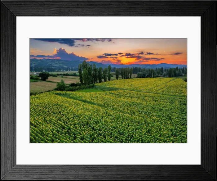 Framed Print : Sunflower fields at sunset, Gubbio, Umbria, Italy Framed Print : Sunflower fields at sunset, Gubbio, Umbria, Italy