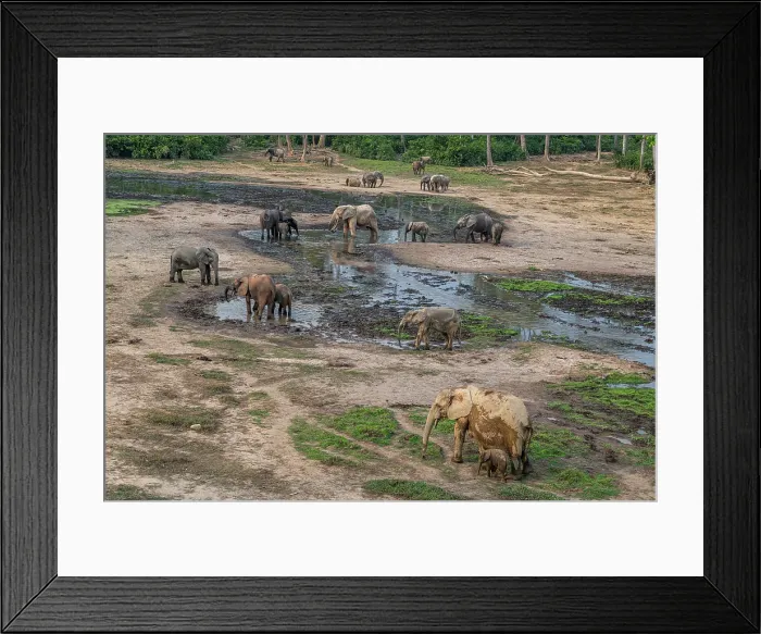 Framed Print : African forest elephant (Loxodonta cyclotis), Dzanga Bai, Dzanga Sangha National Park, UNESCO, Central African Republic Framed Print : African forest elephant (Loxodonta cyclotis), Dzanga Bai, Dzanga Sangha National Park, UNESCO, Central African Republic