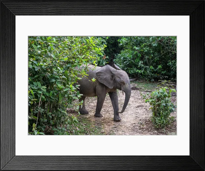 Framed Print : African forest elephant (Loxodonta cyclotis), Dzanga Bai, Dzanga Sangha National Park, UNESCO, Central African Republic Framed Print : African forest elephant (Loxodonta cyclotis), Dzanga Bai, Dzanga Sangha National Park, UNESCO, Central African Republic