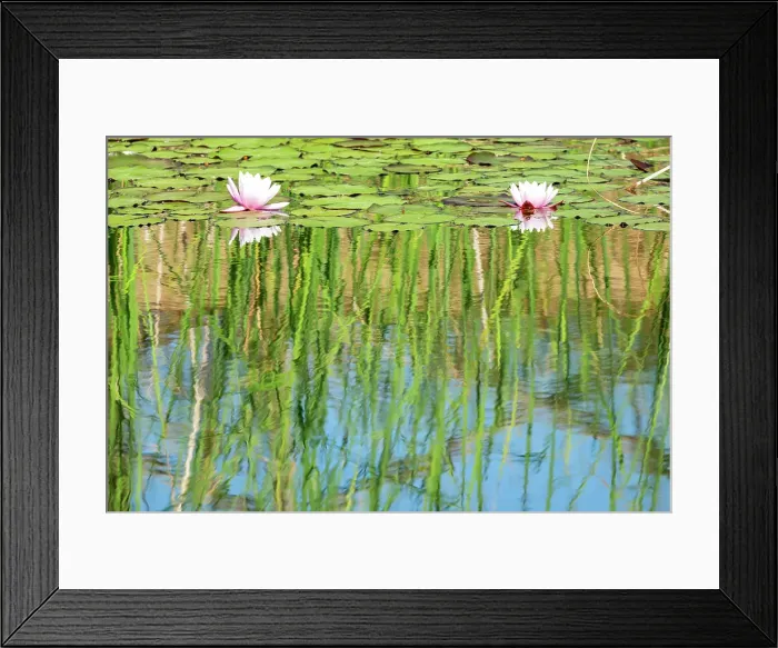 Framed Print : Water lilies in a pond, Val d'Orcia, Tuscany, Italy Framed Print : Water lilies in a pond, Val d'Orcia, Tuscany, Italy