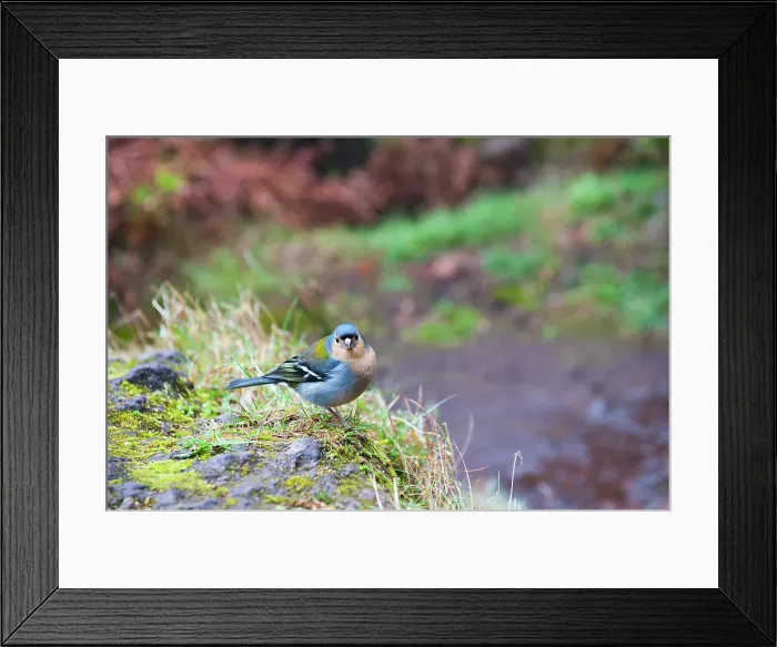 Framed Print : Chaffinch (Fringilla coelebs), Madeira island, Atlantic Ocean, Portugal Framed Print : Chaffinch (Fringilla coelebs), Madeira island, Atlantic Ocean, Portugal