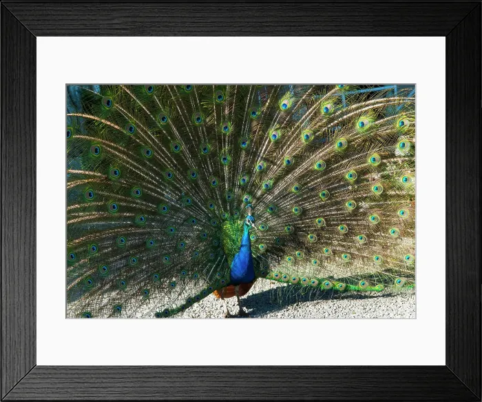 Framed Print : Peacock, Ruthin Castle, Clwyd, Wales, United Kingdom Framed Print : Peacock, Ruthin Castle, Clwyd, Wales, United Kingdom