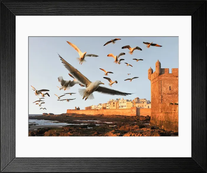 Framed Print : Flock of seagulls over the ramparts and Portuguese citadel with the medina in the background, Essaouira, Morocco Framed Print : Flock of seagulls over the ramparts and Portuguese citadel with the medina in the background, Essaouira, Morocco