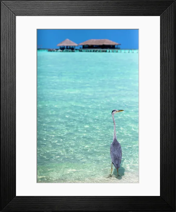 Framed Print : Grey Heron (Maakana) on the shoreline of the lagoon, with a landing pier beyond, on an exotic Island in The Maldives, Indian Ocean Framed Print : Grey Heron (Maakana) on the shoreline of the lagoon, with a landing pier beyond, on an exotic Island in The Maldives, Indian Ocean
