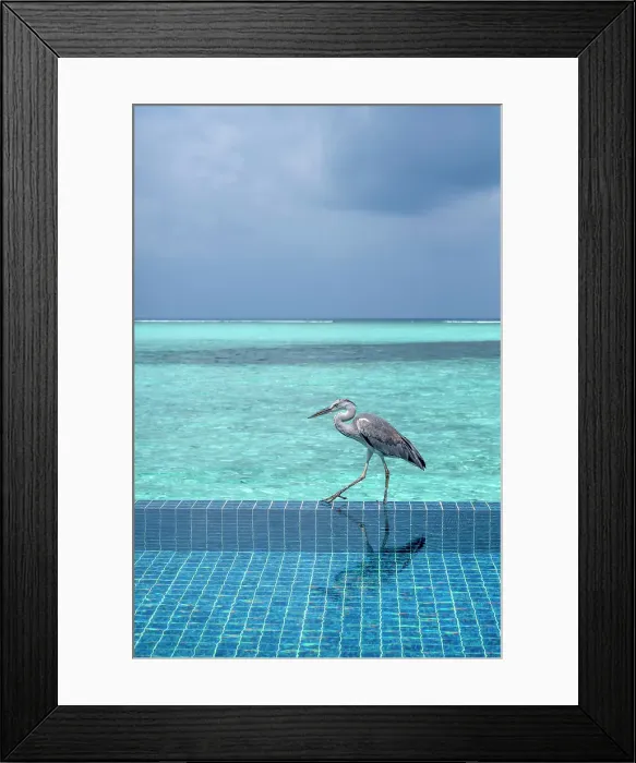 Framed Print : Grey Heron (Maakana) on the edge of a swimming pool overlooking the lagoon on an exotic Island in The Maldives, Indian Ocean Framed Print : Grey Heron (Maakana) on the edge of a swimming pool overlooking the lagoon on an exotic Island in The Maldives, Indian Ocean