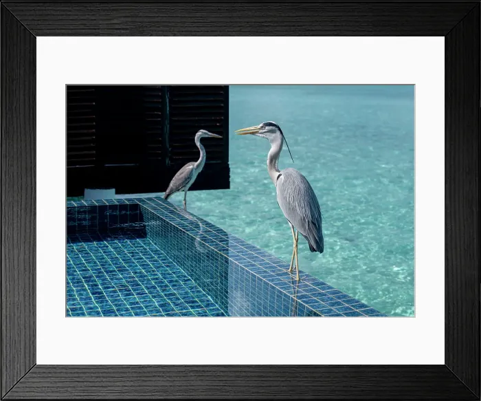 Framed Print : Two Grey Herons (Maakana) on the edge of a swimming pool overlooking the lagoon on an exotic Island in The Maldives, Indian Ocean Framed Print : Two Grey Herons (Maakana) on the edge of a swimming pool overlooking the lagoon on an exotic Island in The Maldives, Indian Ocean