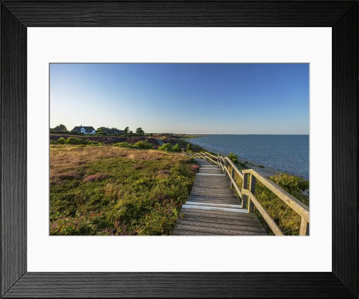 Framed Print : Walkway through heather, Braderup, Sylt, Schleswig Holstein, Germany, Europe Framed Print : Walkway through heather, Braderup, Sylt, Schleswig Holstein, Germany, Europe