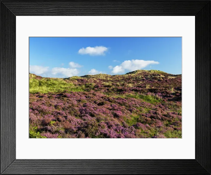 Framed Print : Heather and sand dunes, Kampen, Sylt, Schleswig Holstein, Germany, Europe Framed Print : Heather and sand dunes, Kampen, Sylt, Schleswig Holstein, Germany, Europe