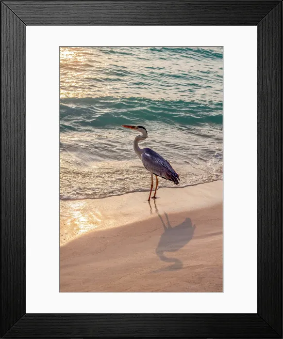 Framed Print : Grey Heron (Maakana) on the shoreline of the lagoon on an exotic Island at dusk, The Maldives, Indian Ocean Framed Print : Grey Heron (Maakana) on the shoreline of the lagoon on an exotic Island at dusk, The Maldives, Indian Ocean