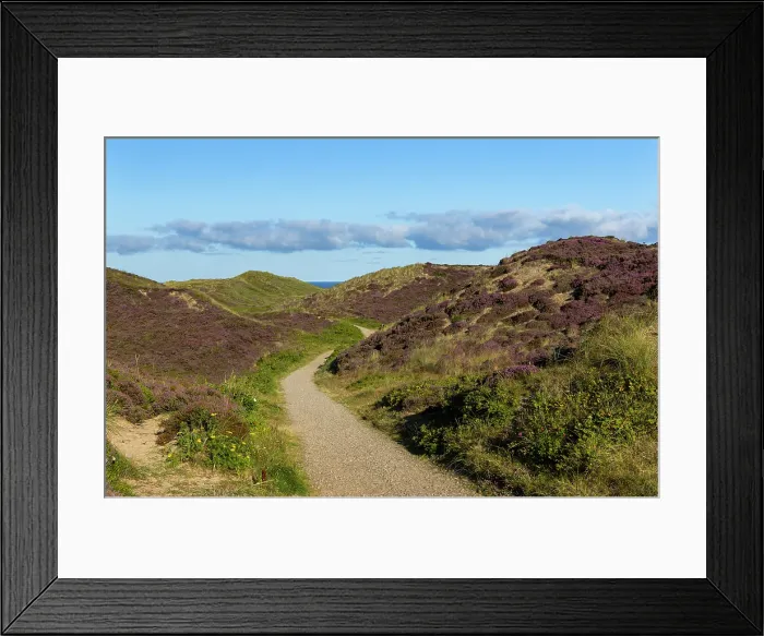 Framed Print : Pathway through heather and sand dunes, Kampen, Sylt, Schleswig Holstein, Germany, Europe Framed Print : Pathway through heather and sand dunes, Kampen, Sylt, Schleswig Holstein, Germany, Europe