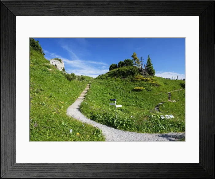 Framed Print : Botanical Garden, Schynige Platte, Jungfrau Region, Bernese Oberland, Switzerland Framed Print : Botanical Garden, Schynige Platte, Jungfrau Region, Bernese Oberland, Switzerland