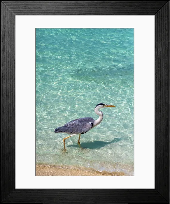 Framed Print : Grey Heron (Maakana) on the shoreline of the lagoon on an exotic Island in The Maldives, Indian Ocean Framed Print : Grey Heron (Maakana) on the shoreline of the lagoon on an exotic Island in The Maldives, Indian Ocean