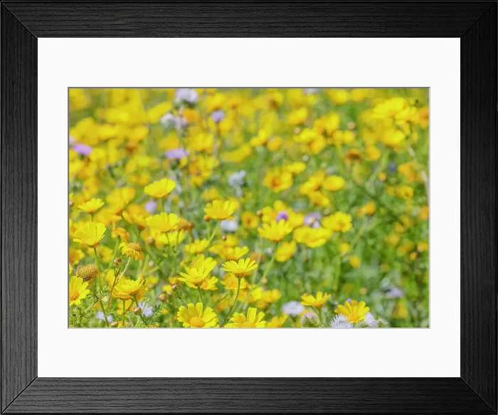 Framed Print : Wild flowers blooming, Cattolica Eraclea, Agrigento district, Sicily, Italy