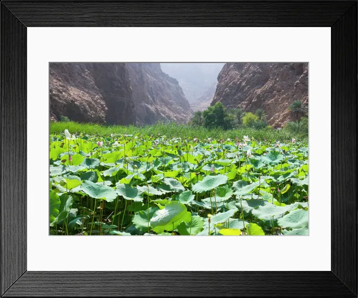 Framed Print : Lotus (Nelumbo nucifera) at the mouth of the Wadi Shab, canyon near Tiwi, Sultanate of Oman, Arabian Peninsula Framed Print : Lotus (Nelumbo nucifera) at the mouth of the Wadi Shab, canyon near Tiwi, Sultanate of Oman, Arabian Peninsula
