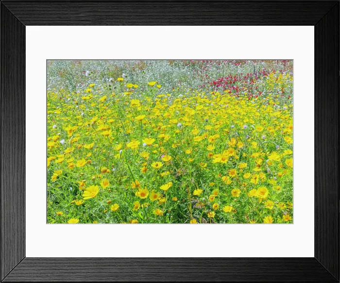 Framed Print : Wild flowers blooming, Cattolica Eraclea, Agrigento district, Sicily, Italy Framed Print : Wild flowers blooming, Cattolica Eraclea, Agrigento district, Sicily, Italy