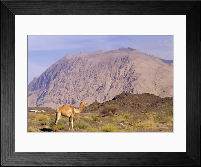 Framed Print : Camel in Djebel Akhdar, Sultanate of Oman, Arabian Peninsula Framed Print : Camel in Djebel Akhdar, Sultanate of Oman, Arabian Peninsula
