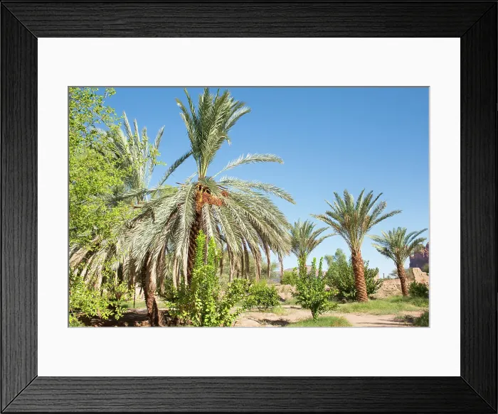 Framed Print : Date palm grove in the oasis of AlUla, Medina Province, Saudi Arabia Framed Print : Date palm grove in the oasis of AlUla, Medina Province, Saudi Arabia