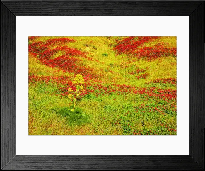 Framed Print : Blooming flowers, Riserva Naturale di Punta Bianca, Palma di Montechiaro, Agrigento, Sicily, Italy Framed Print : Blooming flowers, Riserva Naturale di Punta Bianca, Palma di Montechiaro, Agrigento, Sicily, Italy