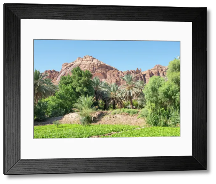 Framed Print : Gardens in the date palm grove in the Oasis of AlUla, Medina Province, Saudi Arabia Framed Print : Gardens in the date palm grove in the Oasis of AlUla, Medina Province, Saudi Arabia