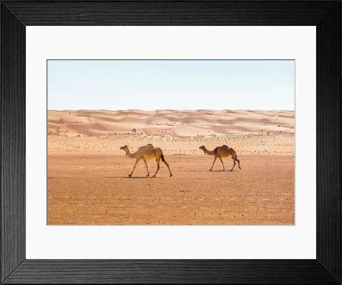 Framed Print : Dunes and camels in the Sharqiya Sands, formerly Wahiba Sands, desert region, Sultanate of Oman, Arabian Peninsula