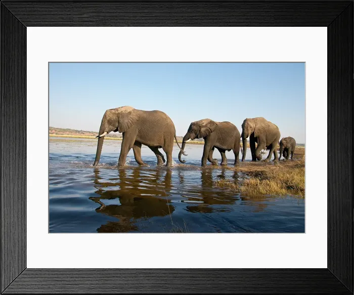 Framed Print : River Chobe wildlife, elephants, Botswana Framed Print : River Chobe wildlife, elephants, Botswana