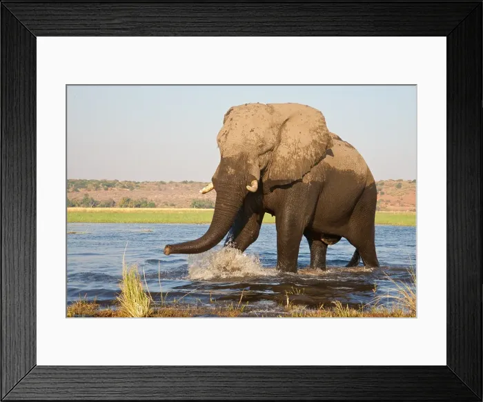 Framed Print : River Chobe wildlife, elephants, Botswana Framed Print : River Chobe wildlife, elephants, Botswana