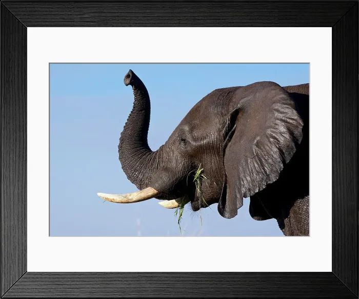 Framed Print : African bush elephant (Loxodonta africana), Chobe River, Botswana Framed Print : African bush elephant (Loxodonta africana), Chobe River, Botswana