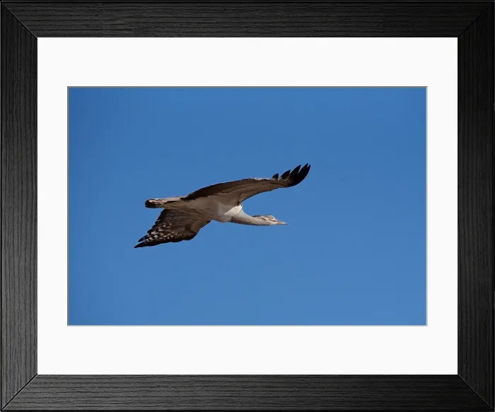 Framed Print : Kori Bustard (Ardeotis kori ) flying, Chobe River, Botswana
