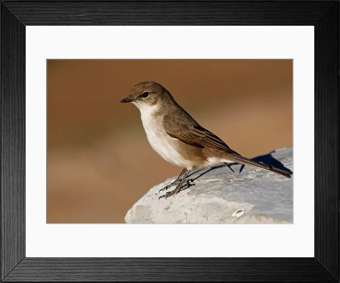 Framed Print : African Dusky Flycatcher (Muscicapa adusta), Dinokeng Game Reserve, South Africa