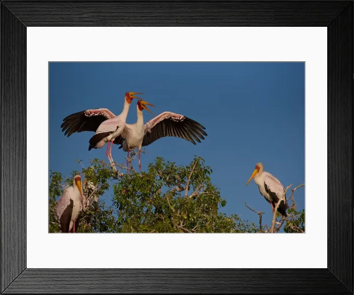 Framed Print : Yellow-billed stork (Mycteria ibis), mating pair at nest site, Chobe River, Botswana Framed Print : Yellow-billed stork (Mycteria ibis), mating pair at nest site, Chobe River, Botswana